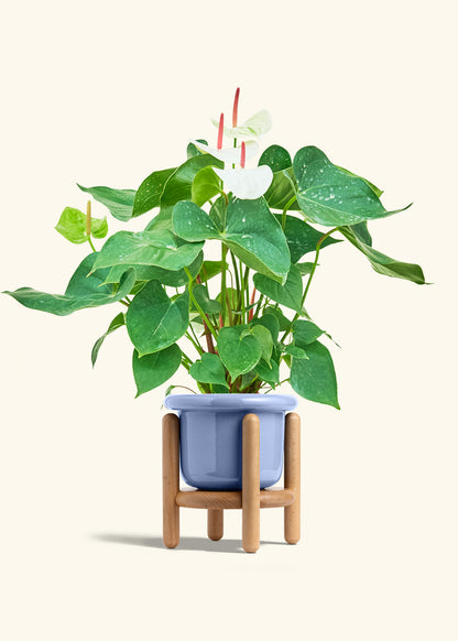 Anthurium White Flamingo in a 6 inches Fat Lip Blue Planter in a Beech Wood Stand