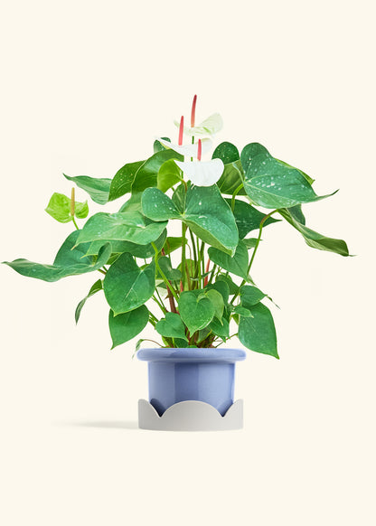 Anthurium White Flamingo in a 6 inches Fat Lip Blue Planter in a Oat Petal Drip Tray