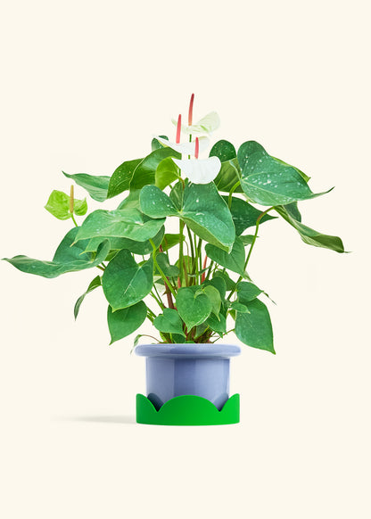 Anthurium White Flamingo in a 6 inches Fat Lip Blue Planter in a Shamrock Petal Drip Tray