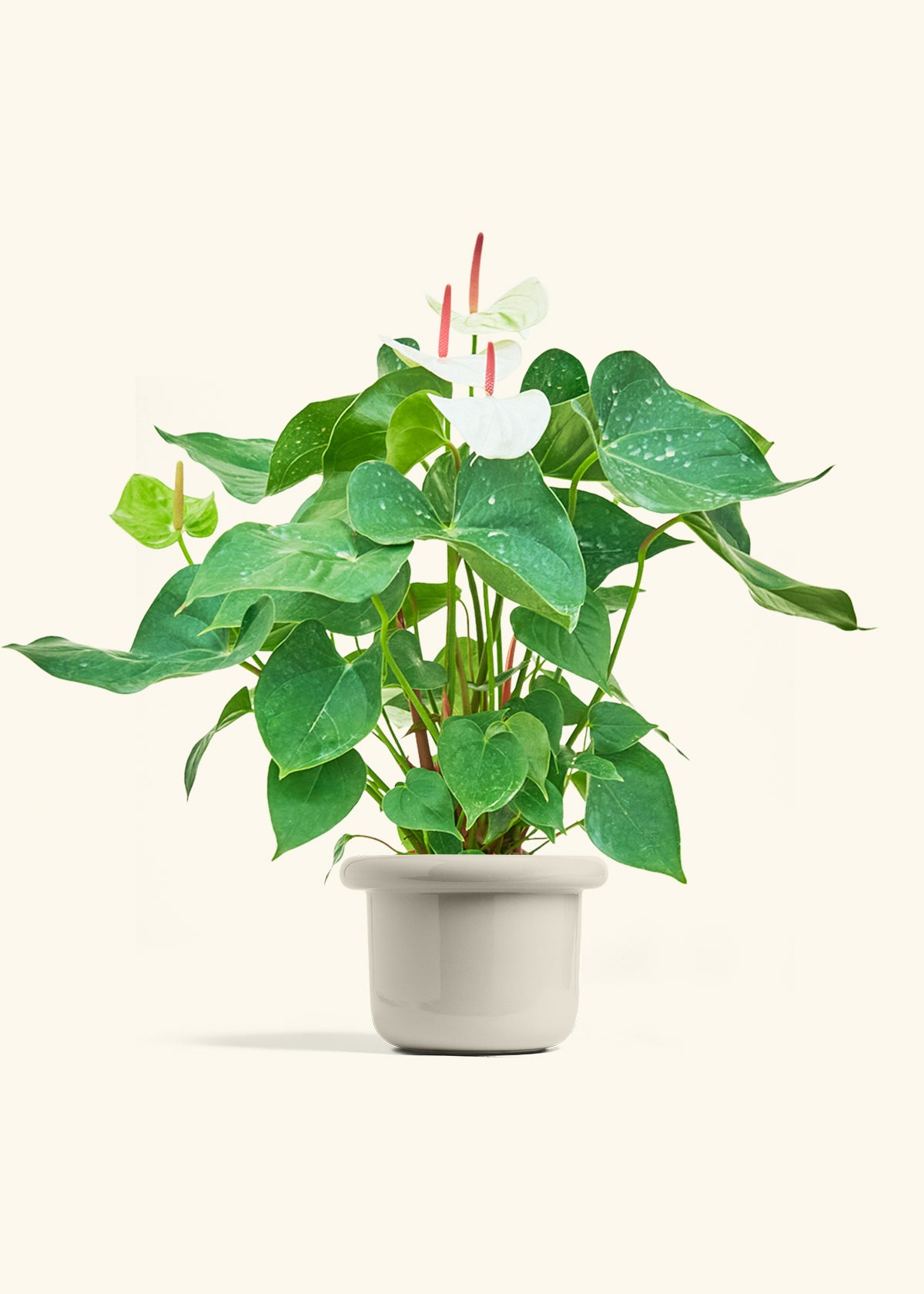 Anthurium White Flamingo in a 6 inches Fat Lip Oat Planter 