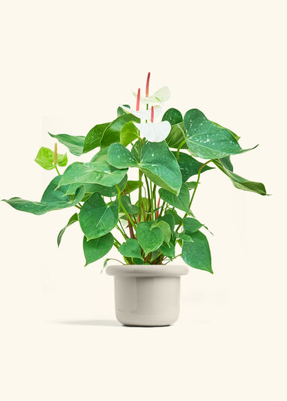 Anthurium White Flamingo in a 6 inches Fat Lip Oat Planter 