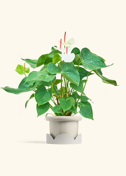 Anthurium White Flamingo in a 6 inches Fat Lip Oat Planter in a Oat Petal Drip Tray
