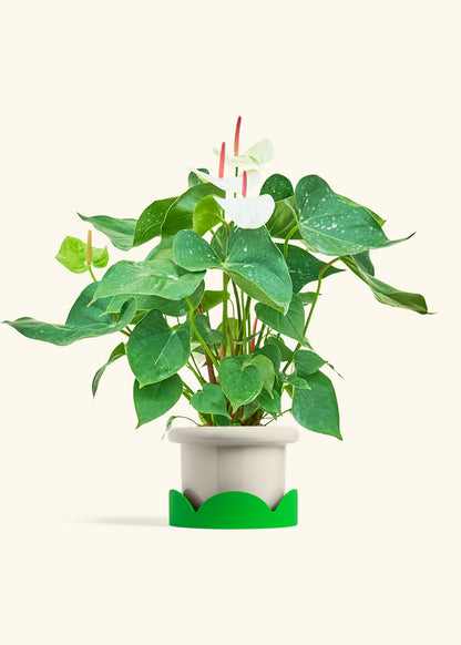 Anthurium White Flamingo in a 6 inches Fat Lip Oat Planter in a Shamrock Petal Drip Tray