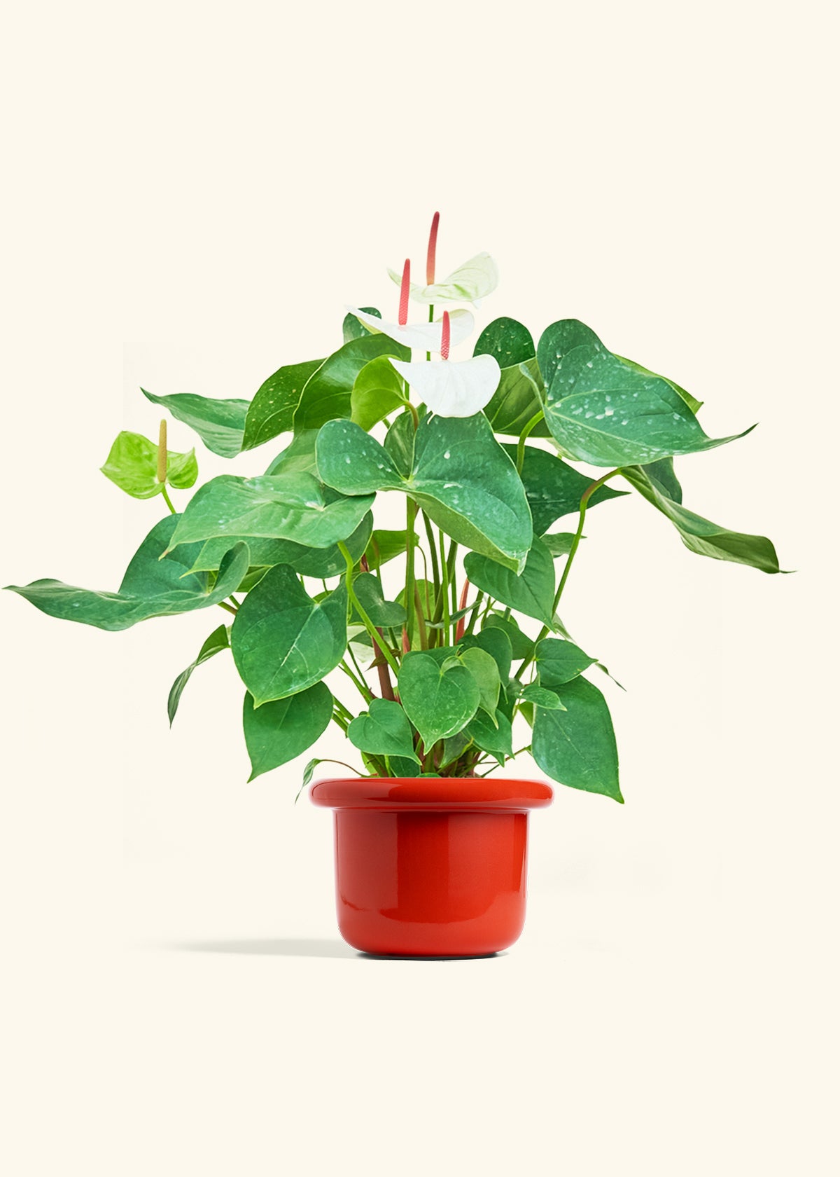 Anthurium White Flamingo in a 6 inches Fat Lip Red Planter 