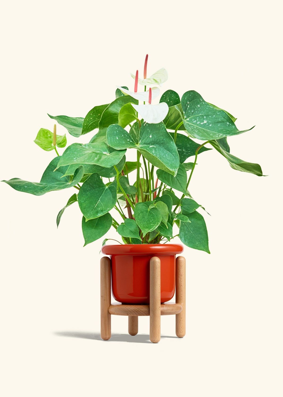 Anthurium White Flamingo in a 6 inches Fat Lip Red Planter in a Beech Wood Stand