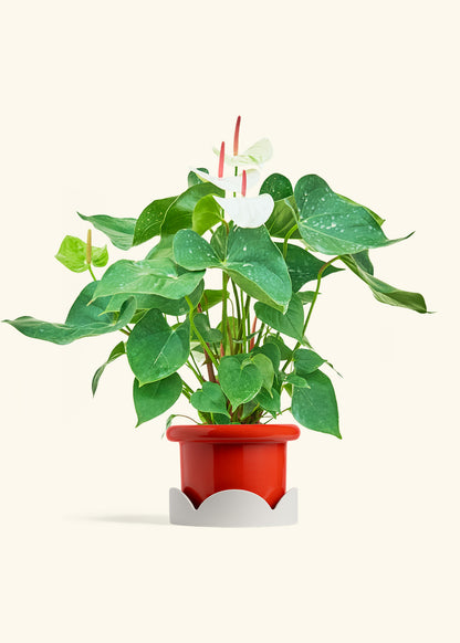 Anthurium White Flamingo in a 6 inches Fat Lip Red Planter in a Oat Petal Drip Tray
