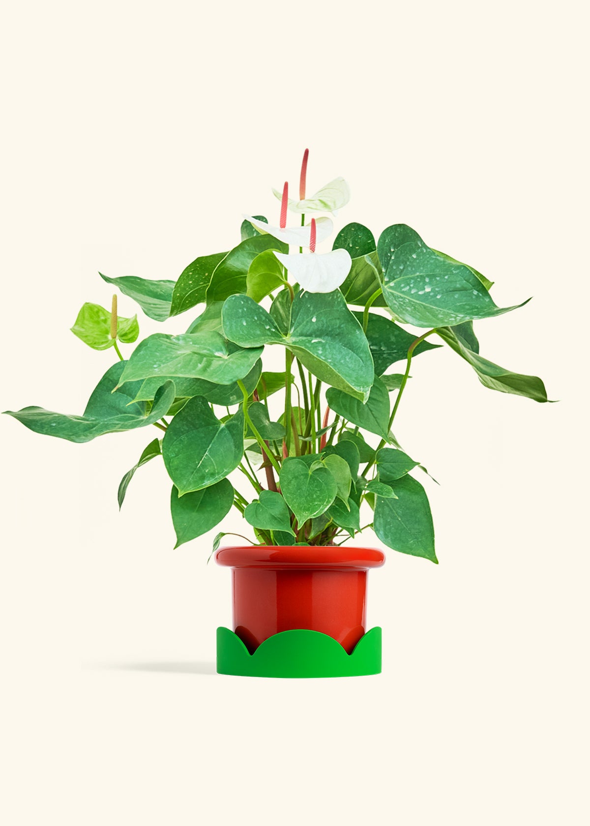 Anthurium White Flamingo in a 6 inches Fat Lip Red Planter in a Shamrock Petal Drip Tray