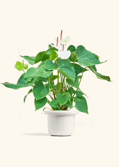 Anthurium White Flamingo in a 6 inches Fat Lip White Planter 