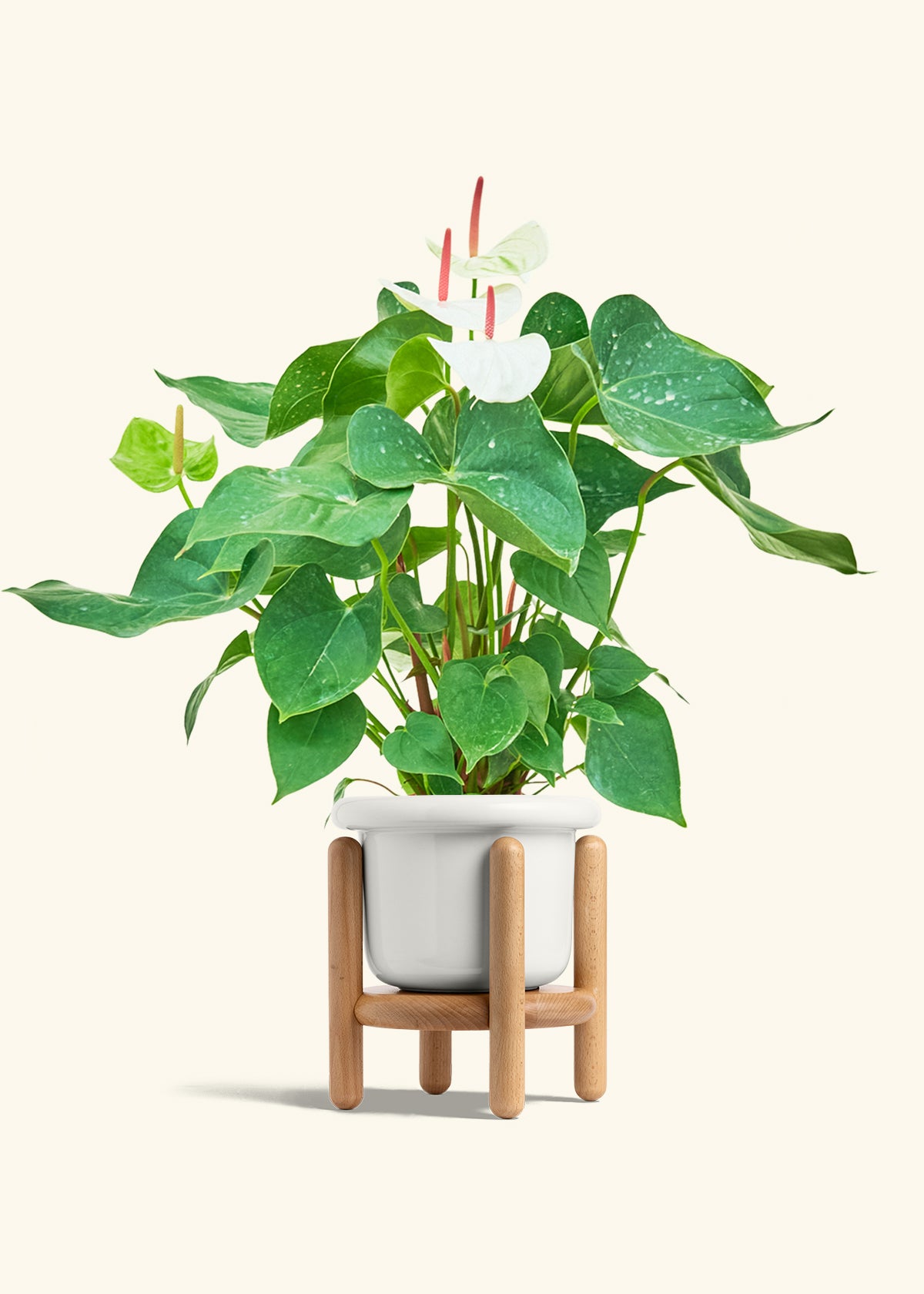 Anthurium White Flamingo in a 6 inches Fat Lip White Planter in a Beech Wood Stand
