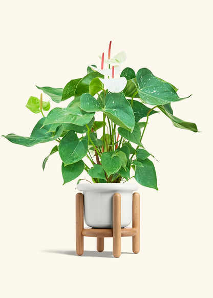 Anthurium White Flamingo in a 6 inches Fat Lip White Planter in a Beech Wood Stand