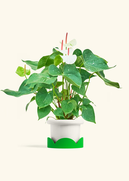 Anthurium White Flamingo in a 6 inches Fat Lip White Planter in a Shamrock Petal Drip Tray