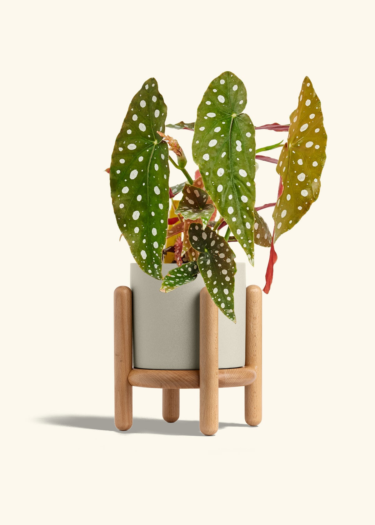 Begoia Maculata in a 6 inches Oat Classic Cylinder Planter in a Beech Wood Stand