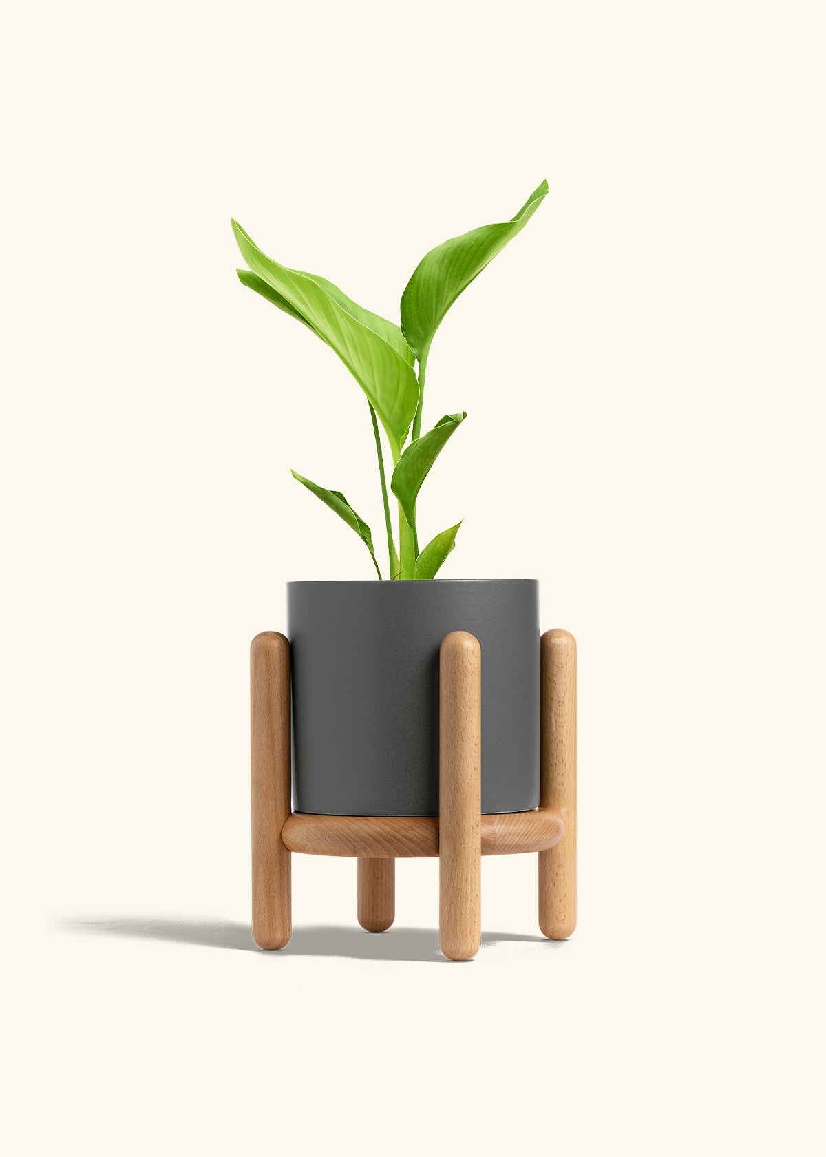 White Bird of Paradise in a 6 inches Charcoal Classic Cylinder Planter in a Beech Wood Stand