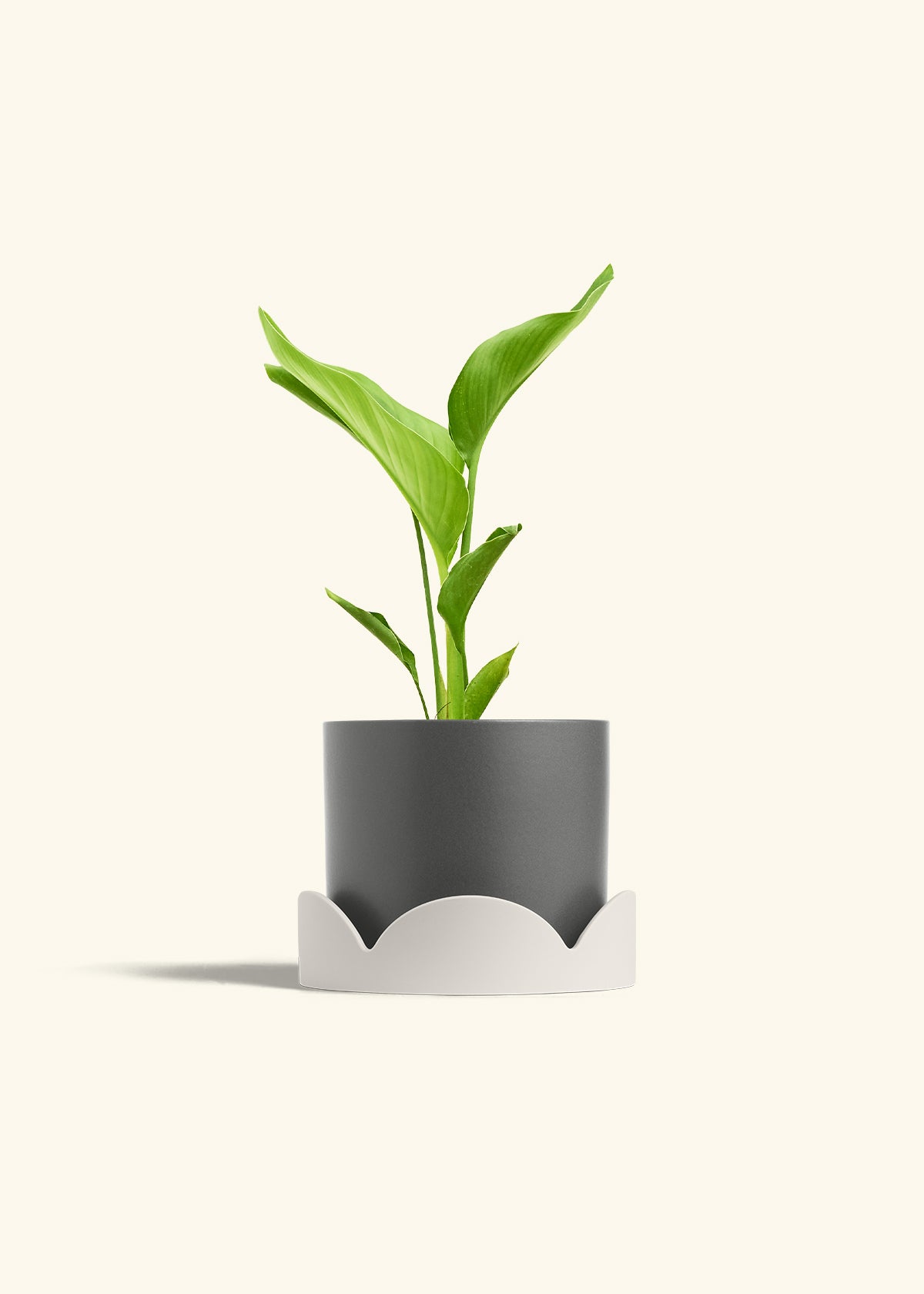 White Bird of Paradise in a 6 inches Charcoal Classic Cylinder Planter in a Oat Petal Drip Tray