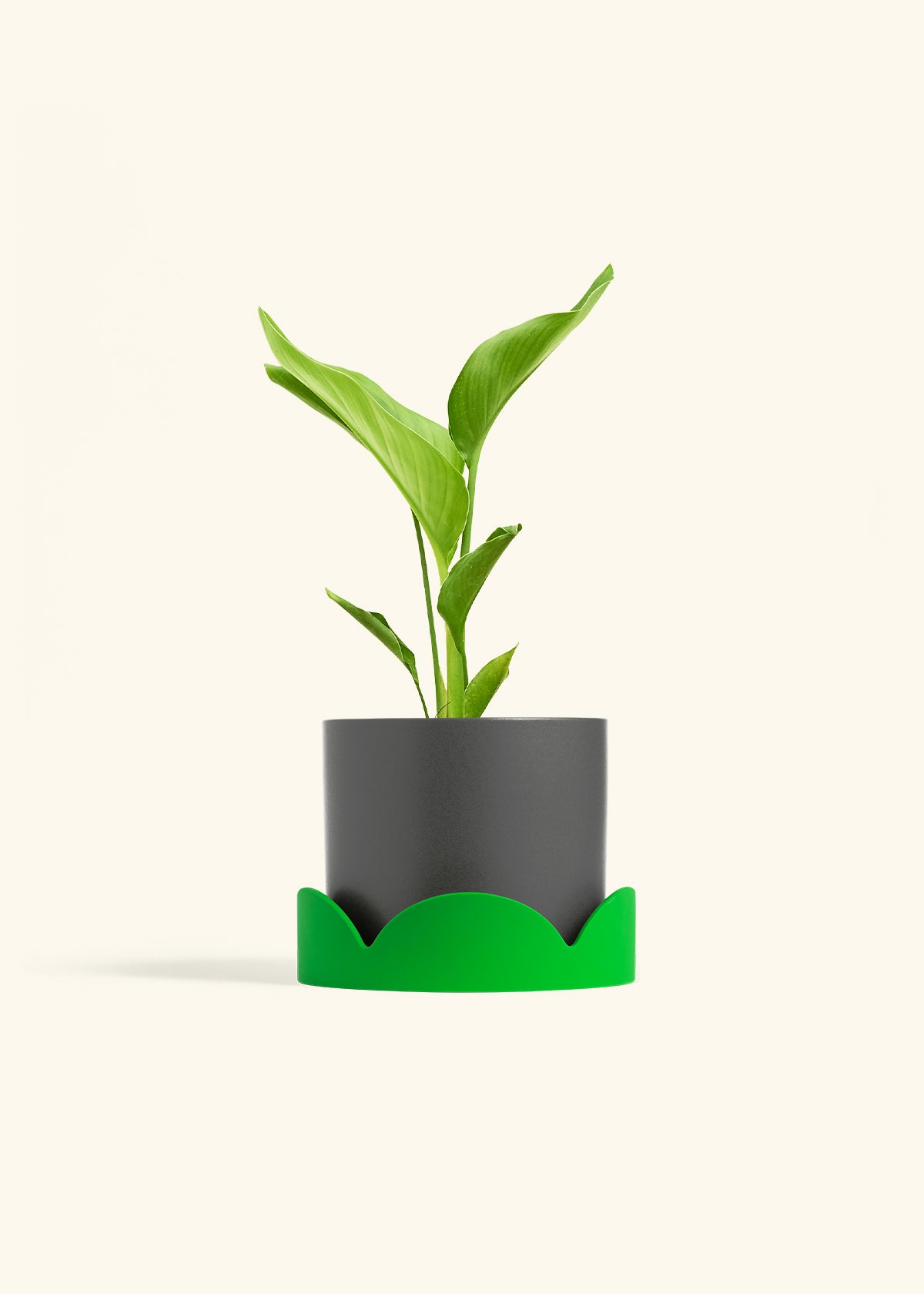 White Bird of Paradise in a 6 inches Charcoal Classic Cylinder Planter in a Shamrock Petal Drip Tray