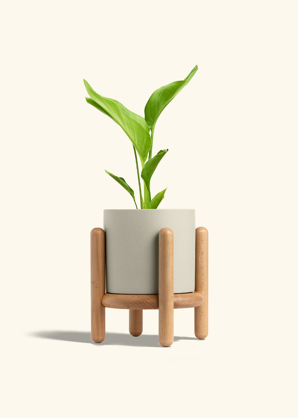 White Bird of Paradise in a 6 inches Oat Classic Cylinder Planter in a Beech Wood Stand