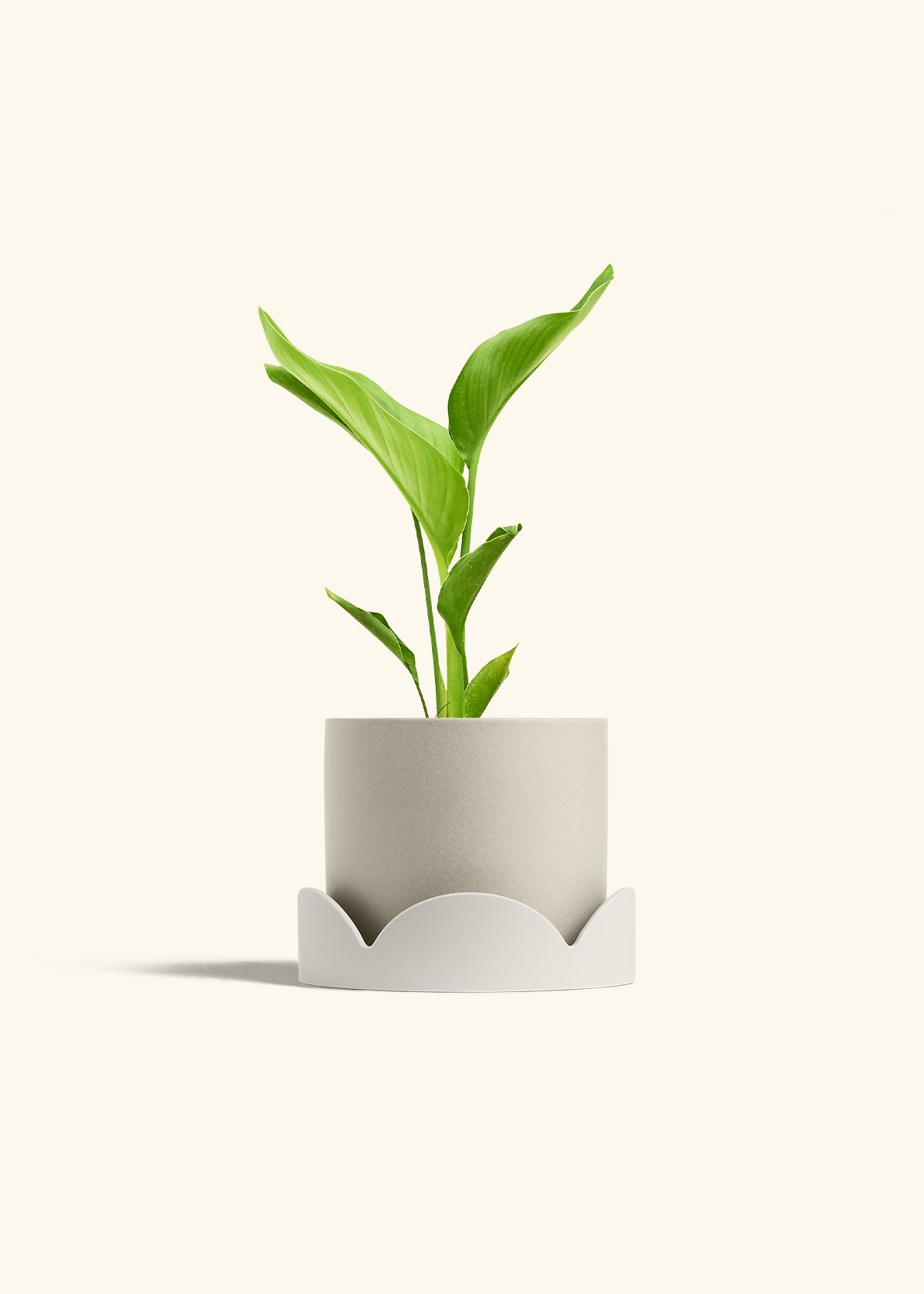 White Bird of Paradise in a 6 inches Oat Classic Cylinder Planter in a Oat Petal Drip Tray