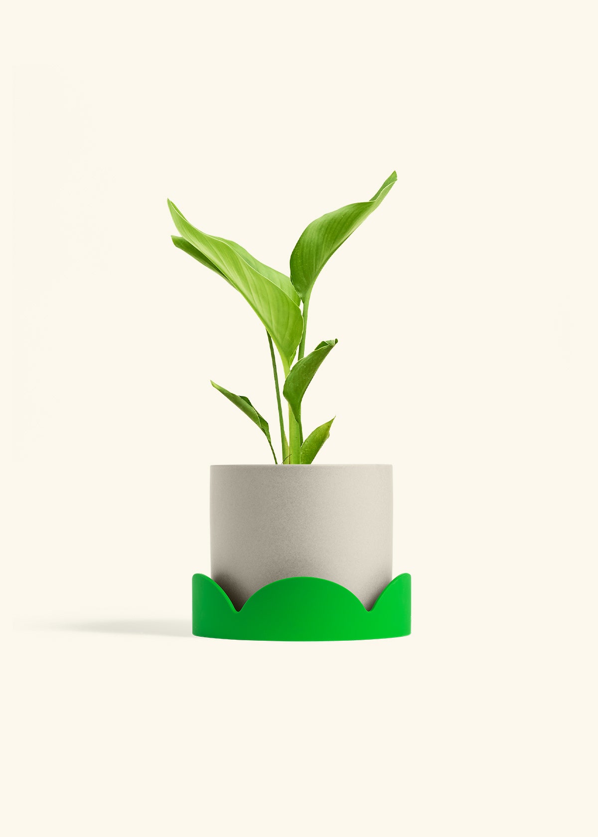 White Bird of Paradise in a 6 inches Oat Classic Cylinder Planter in a Shamrock Petal Drip Tray