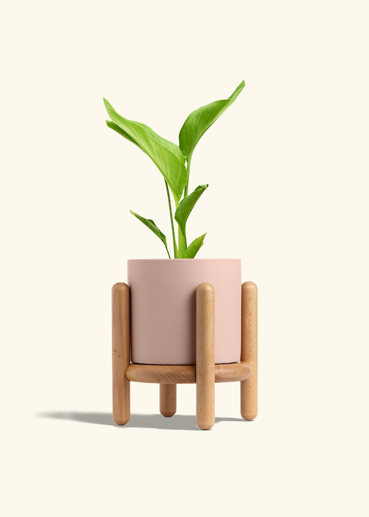 White Bird of Paradise in a 6 inches Pink Classic Cylinder Planter in a Beech Wood Stand
