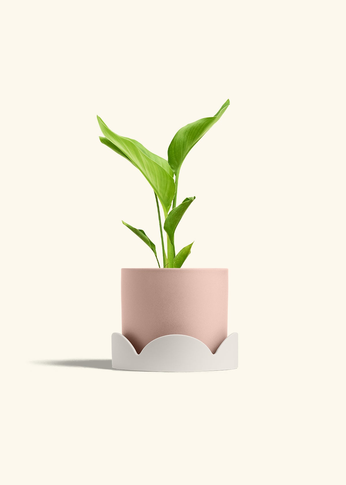 White Bird of Paradise in a 6 inches Pink Classic Cylinder Planter in a Oat Petal Drip Tray