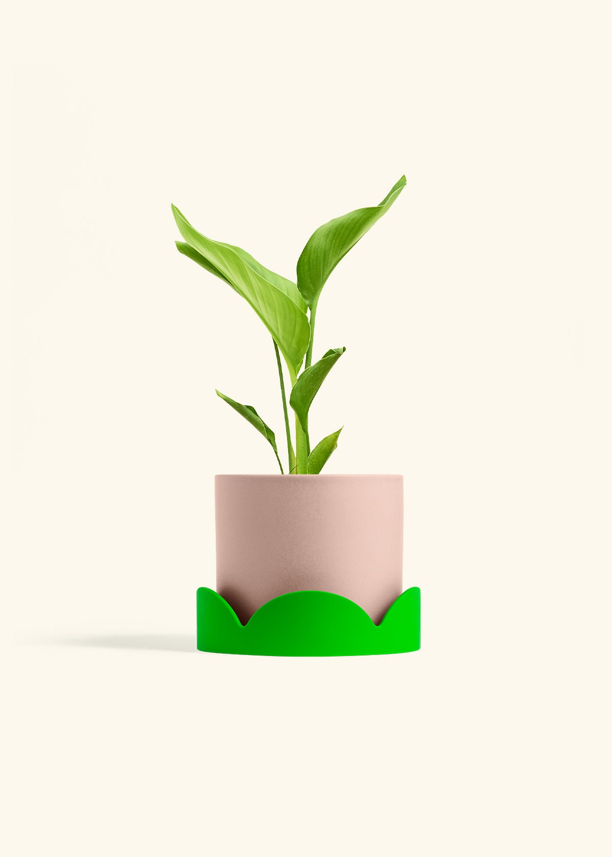 White Bird of Paradise in a 6 inches Pink Classic Cylinder Planter in a Shamrock Petal Drip Tray