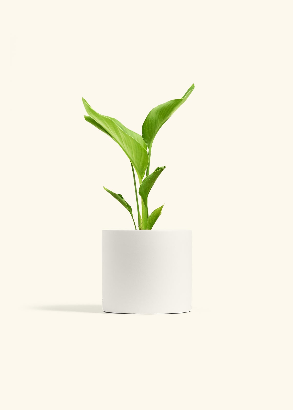 White Bird of Paradise in a 6 inches White Classic Cylinder Planter