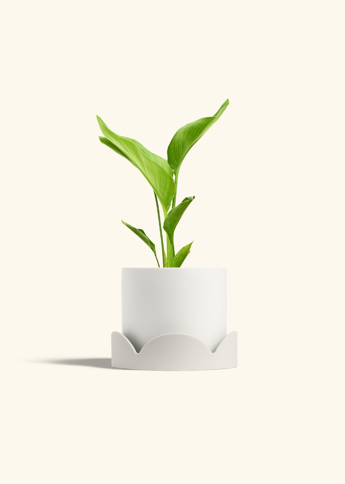 White Bird of Paradise in a 6 inches White Classic Cylinder Planter in a Oat Petal Drip Tray