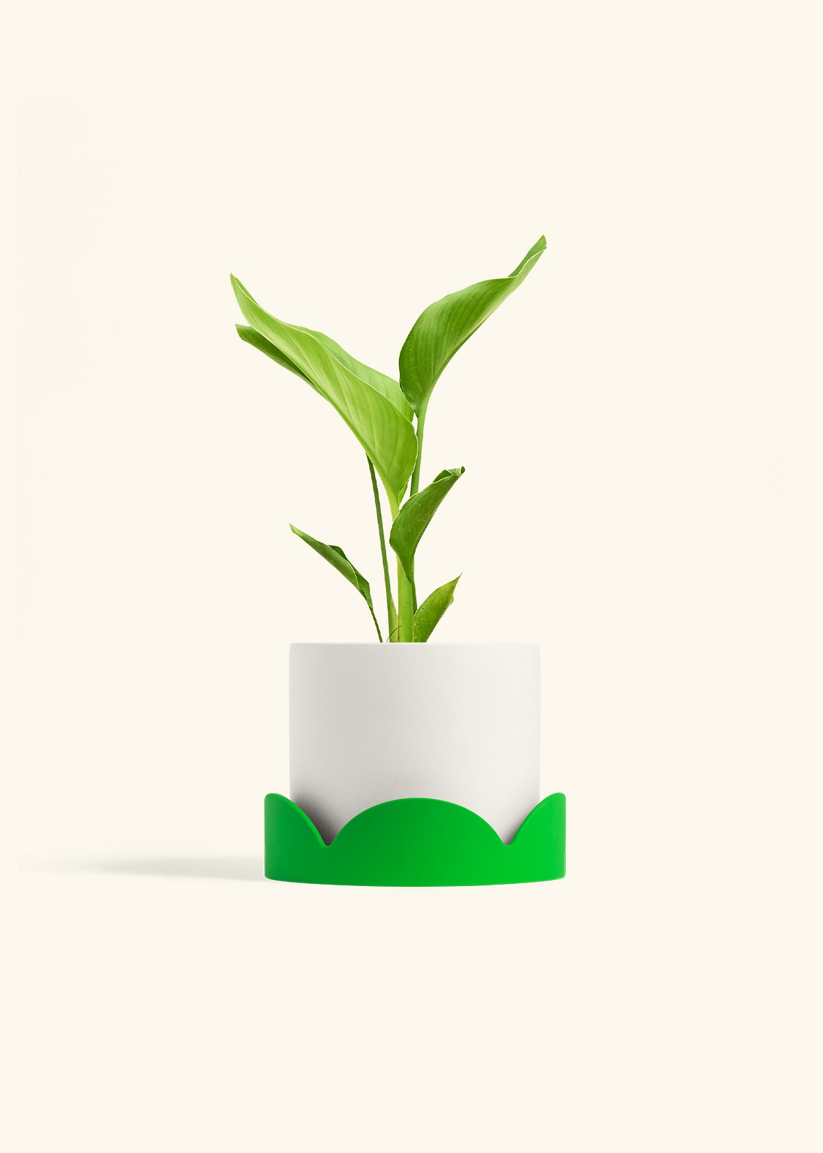 White Bird of Paradise in a 6 inches White Classic Cylinder Planter in a Shamrock Petal Drip Tray