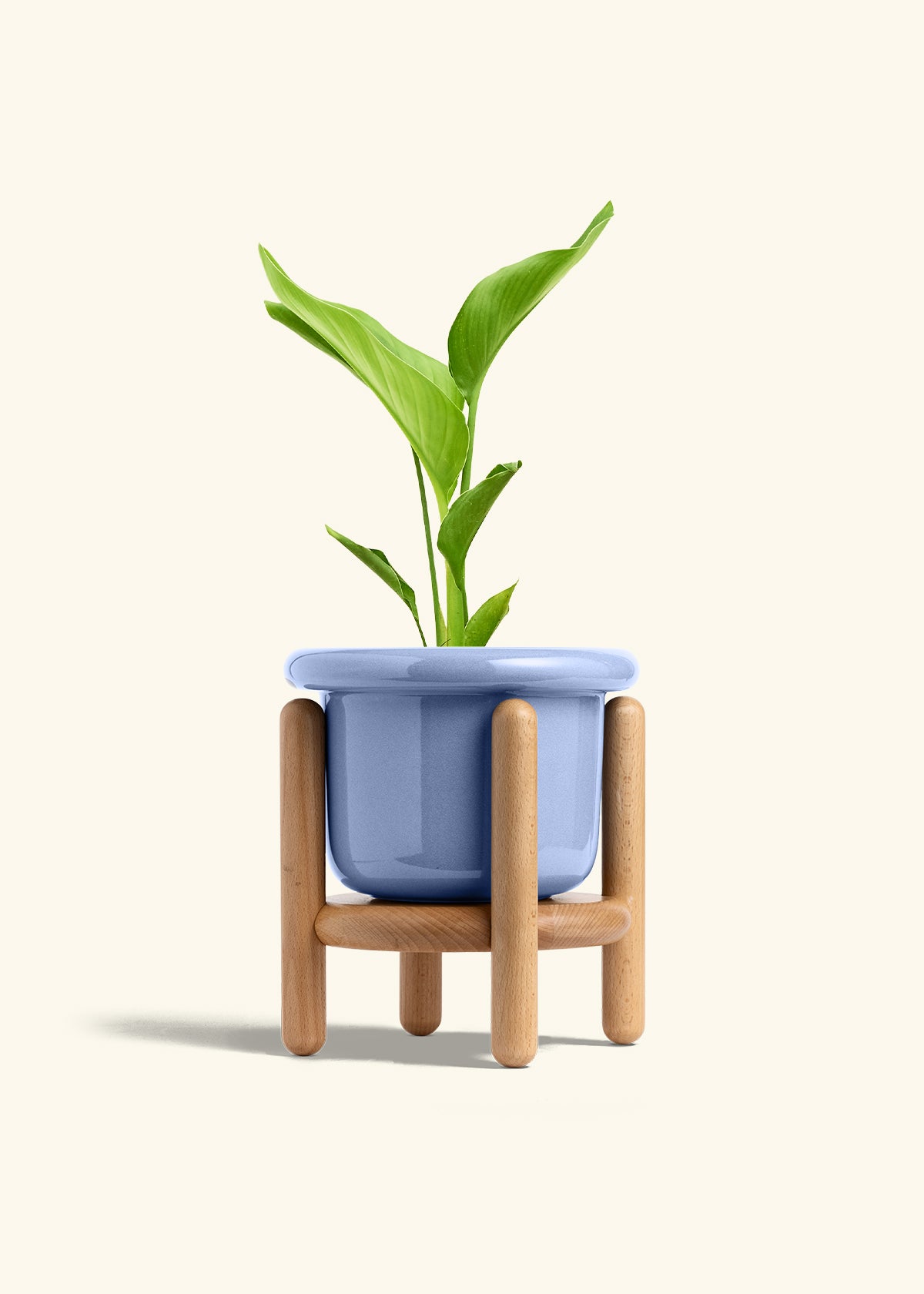 White Bird of Paradise in a 6 inches Fat Lip Blue Planter in a Beech Wood Stand