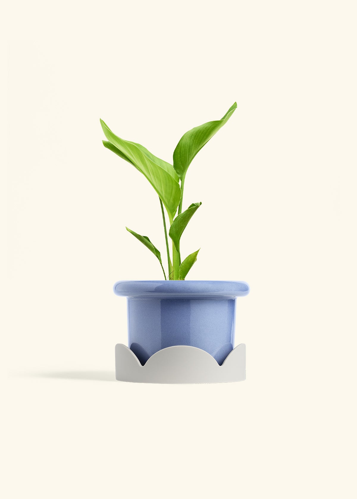 White Bird of Paradise in a 6 inches Fat Lip Blue Planter in a Oat Petal Drip Tray