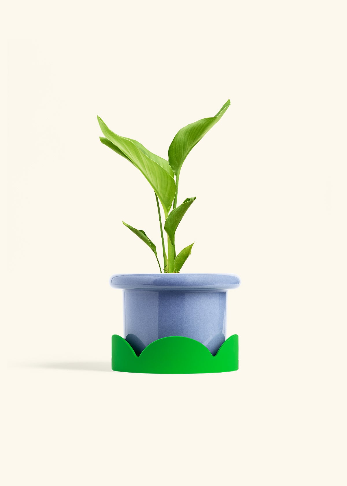 White Bird of Paradise in a 6 inches Fat Lip Blue Planter in a Shamrock Petal Drip Tray