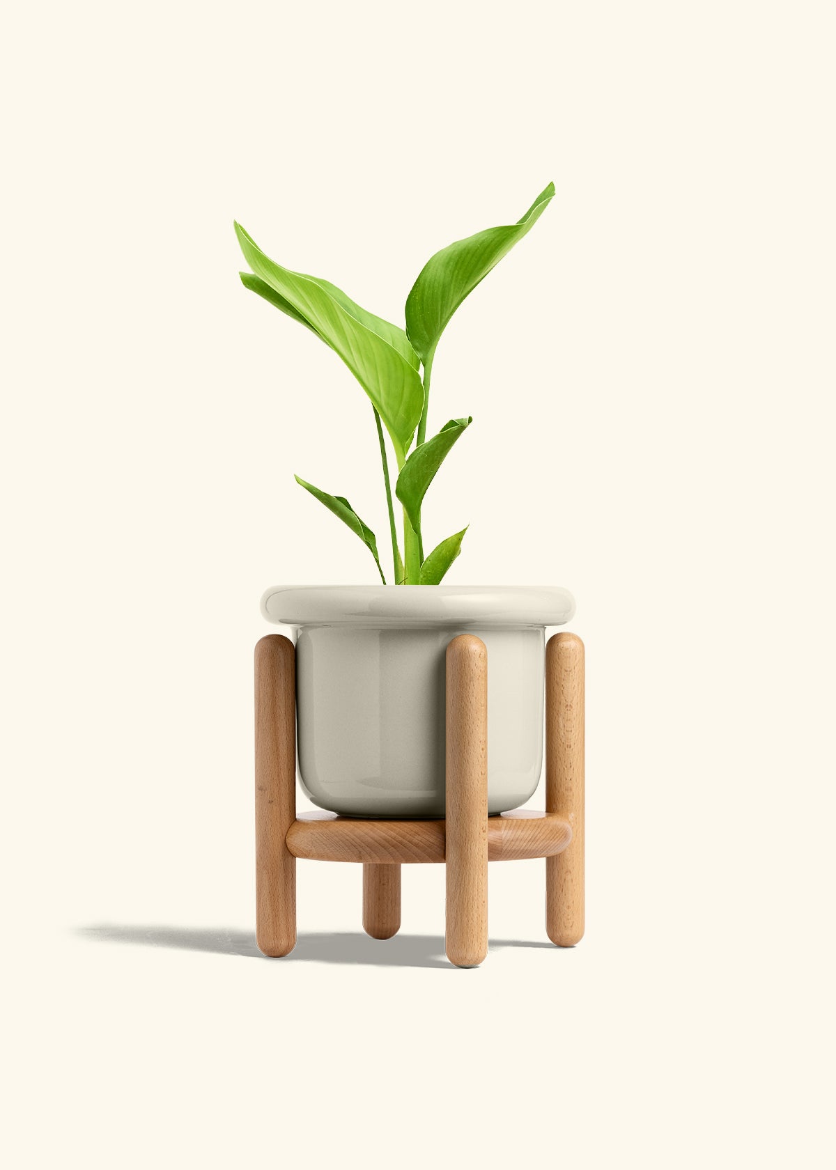 White Bird of Paradise in a 6 inches Fat Lip Oat Planter in a Beech Wood Stand