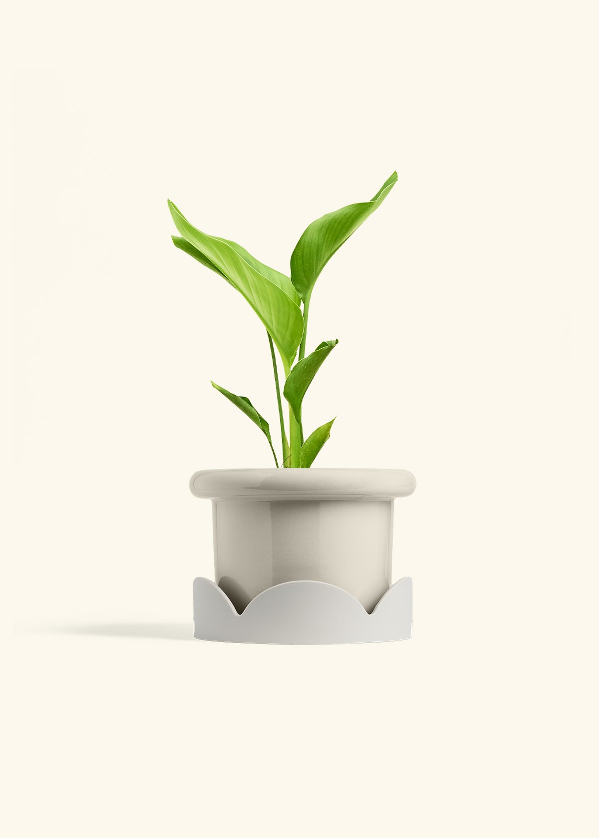 White Bird of Paradise in a 6 inches Fat Lip Oat Planter in a Oat Petal Drip Tray