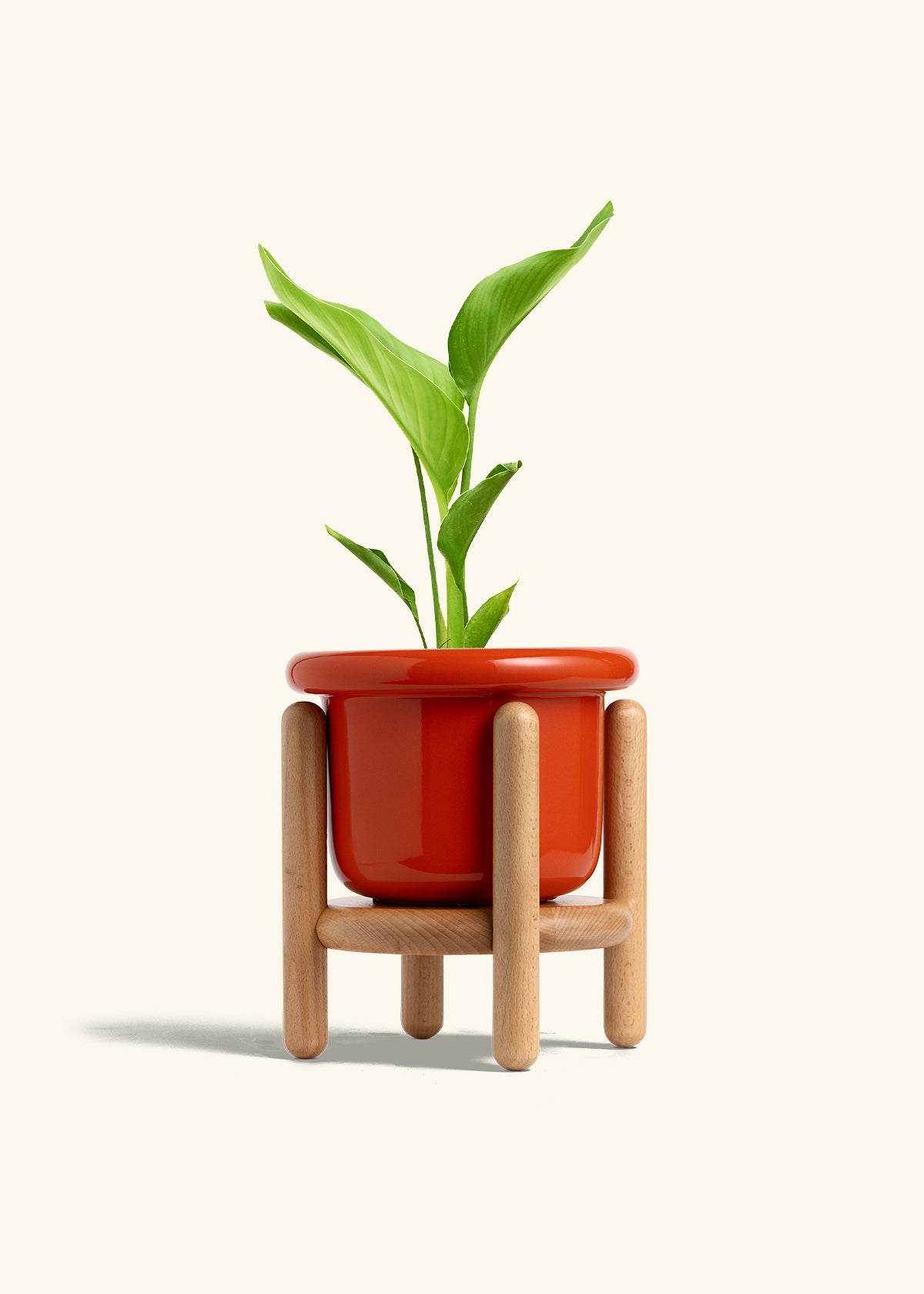 White Bird of Paradise in a 6 inches Fat Lip Red Planter in a Beech Wood Stand