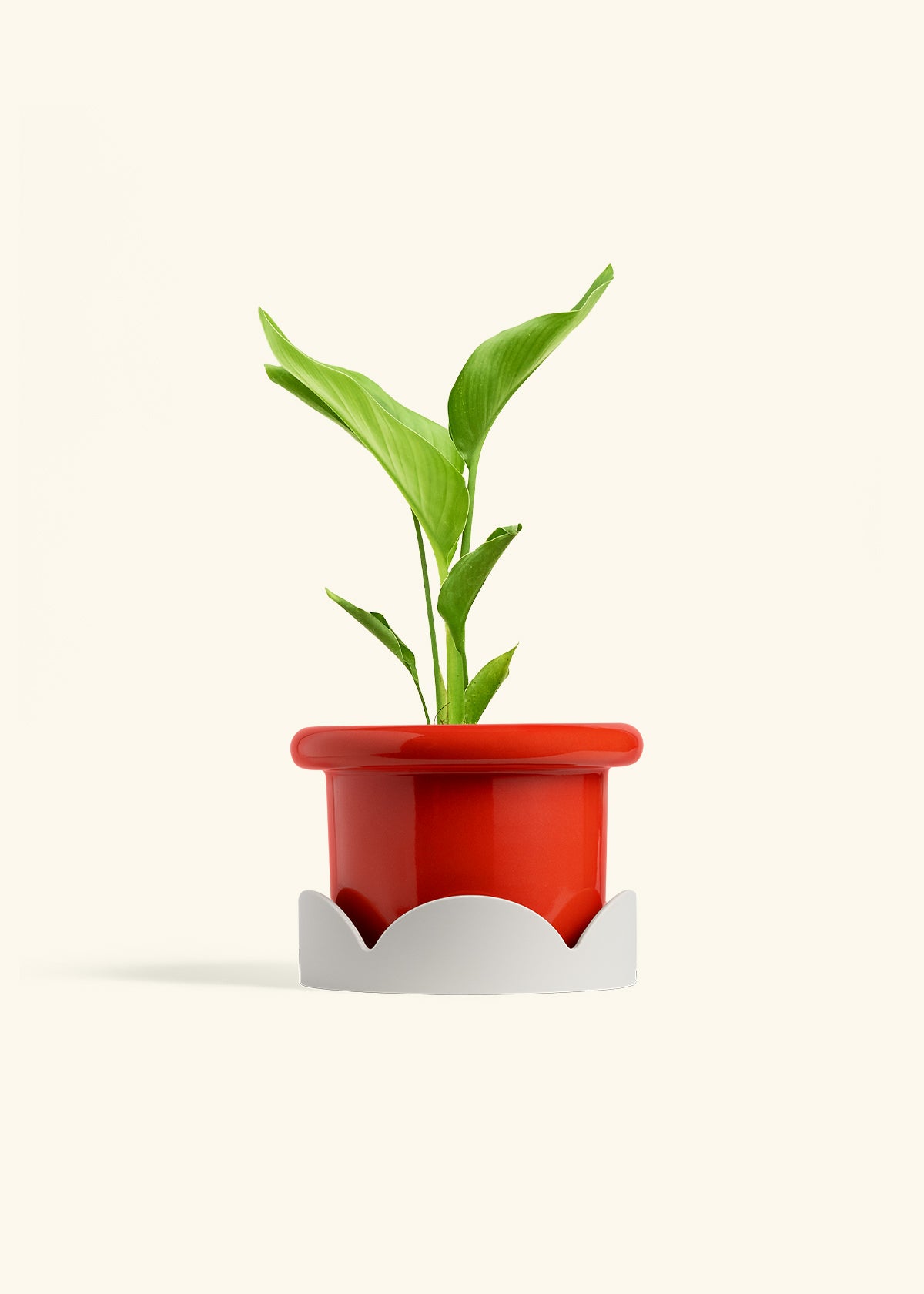 White Bird of Paradise in a 6 inches Fat Lip Red Planter in a Oat Petal Drip Tray