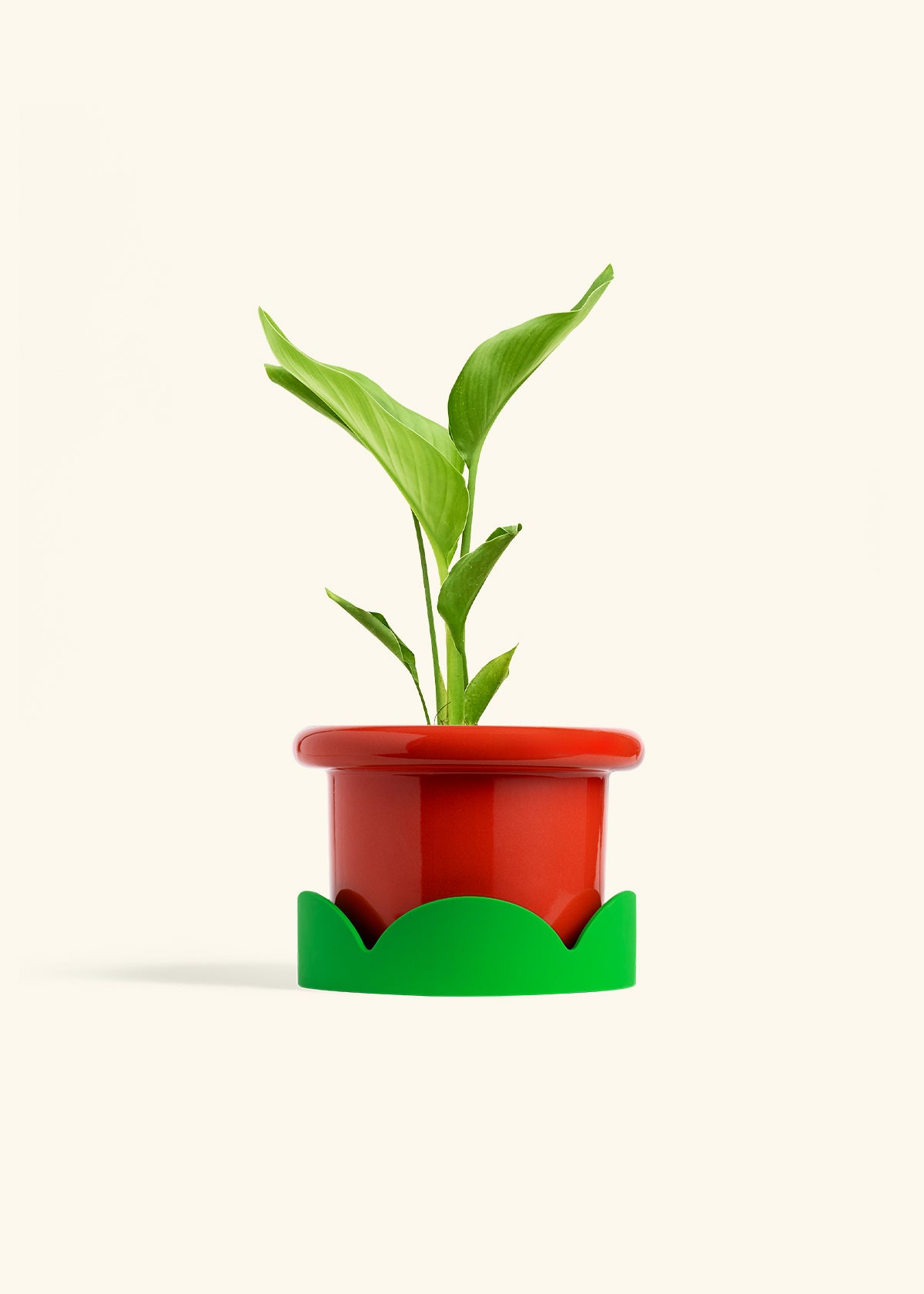 White Bird of Paradise in a 6 inches Fat Lip Red Planter in a Shamrock Petal Drip Tray