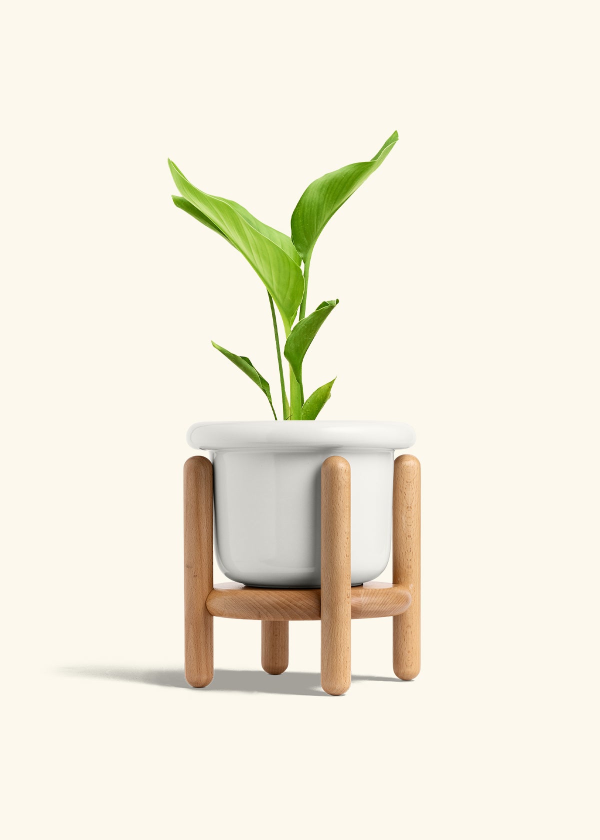 White Bird of Paradise in a 6 inches Fat Lip White Planter in a Beech Wood Stand