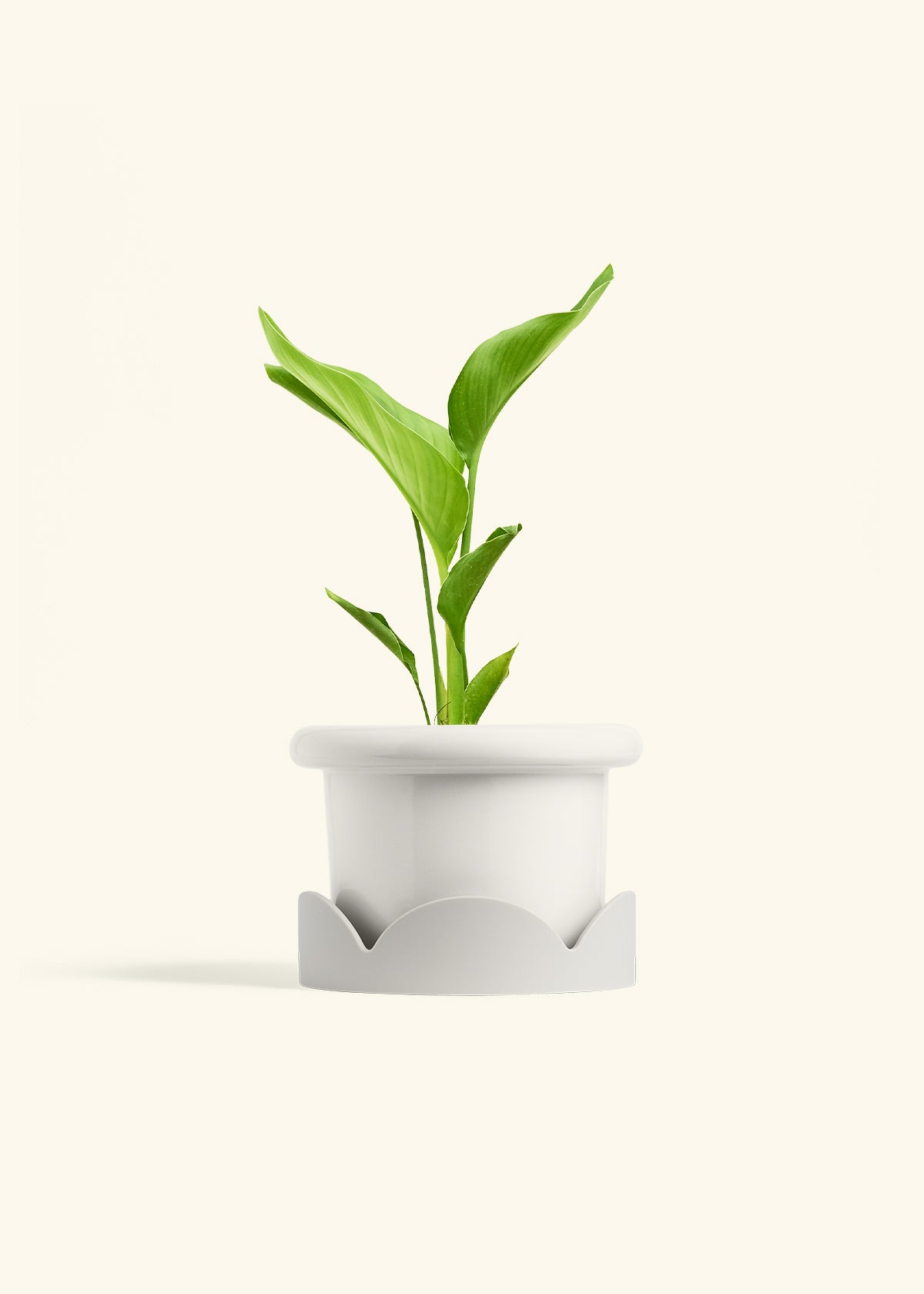 White Bird of Paradise in a 6 inches Fat Lip White Planter in a Oat Petal Drip Tray