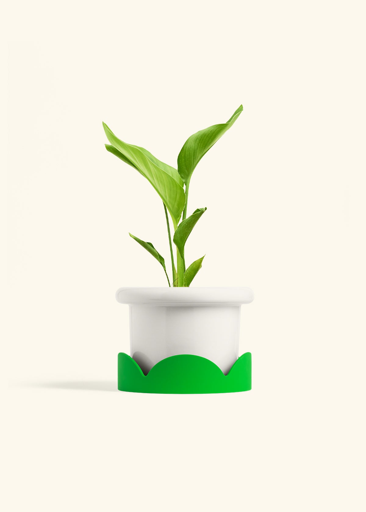 White Bird of Paradise in a 6 inches Fat Lip White Planter in a Shamrock Petal Drip Tray