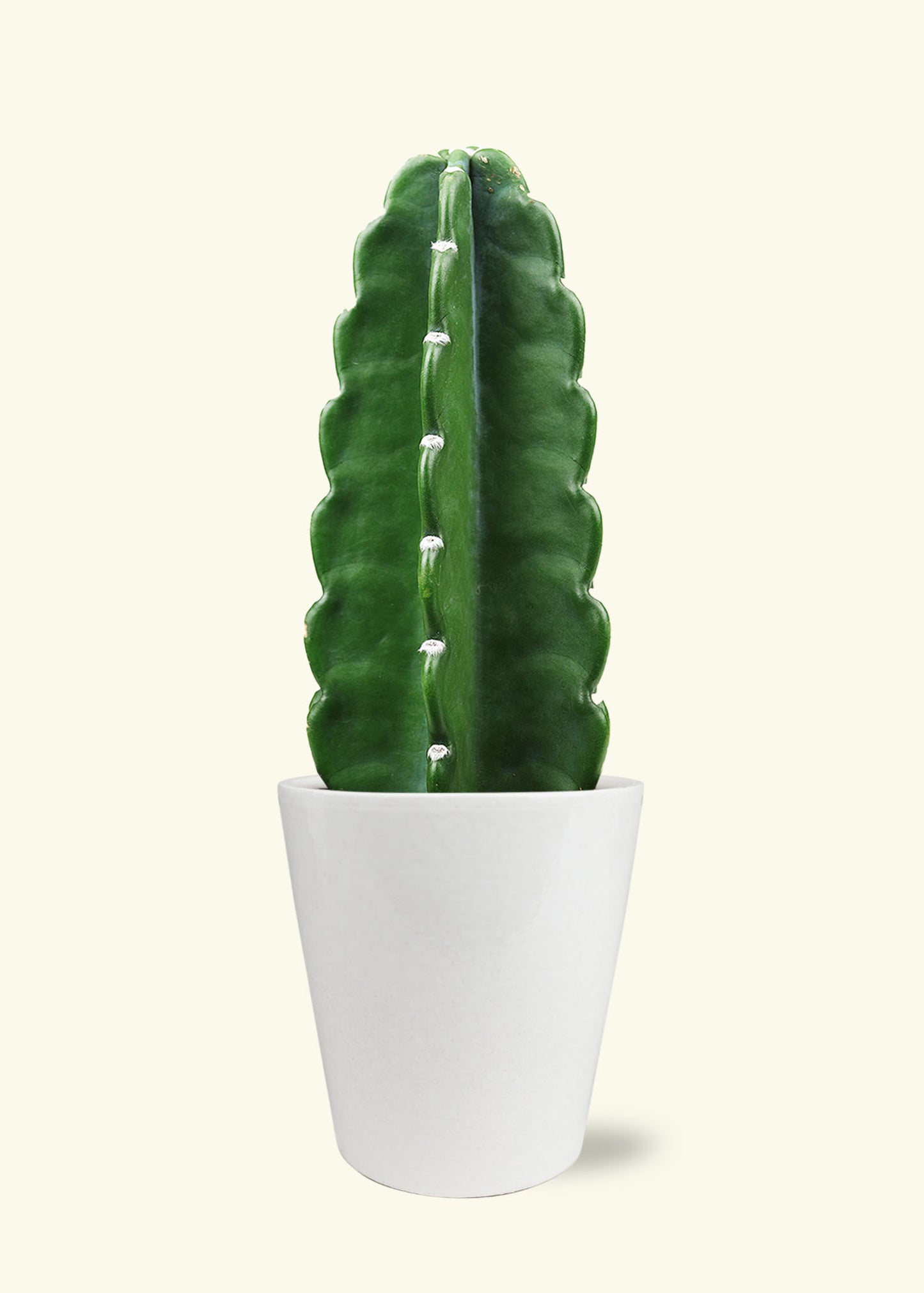 Cuddly Cactus