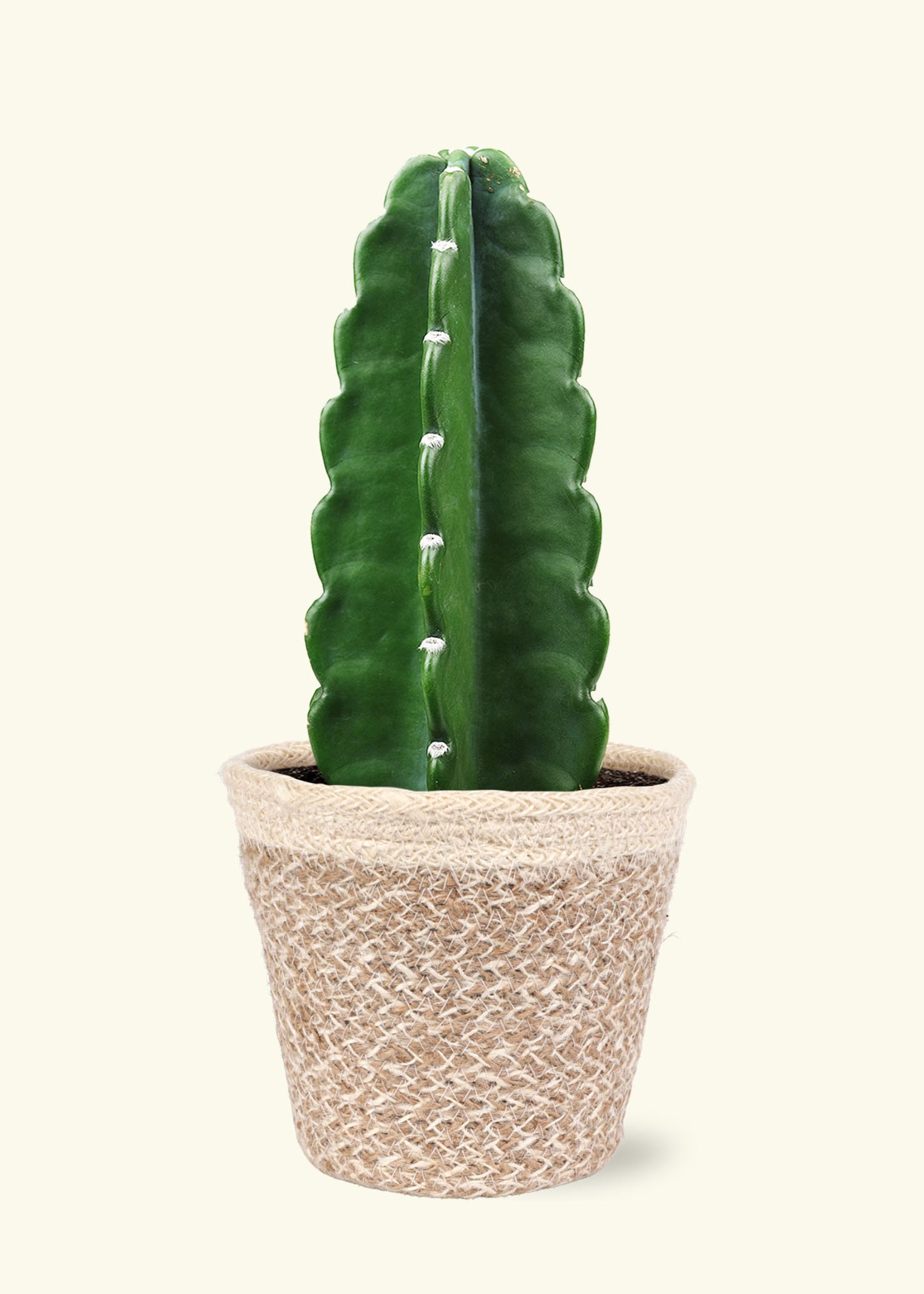 Cuddly Cactus