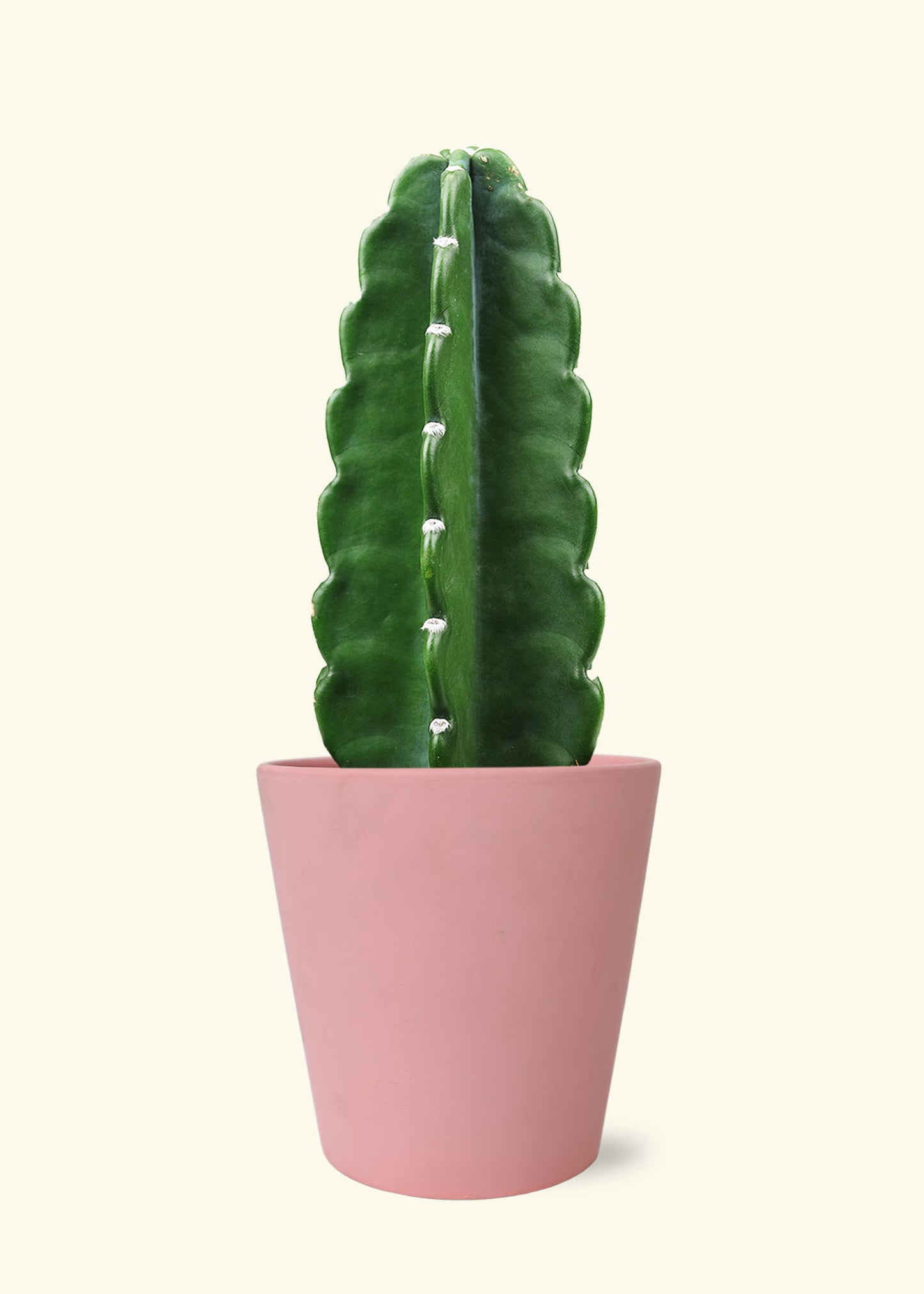 Cuddly Cactus