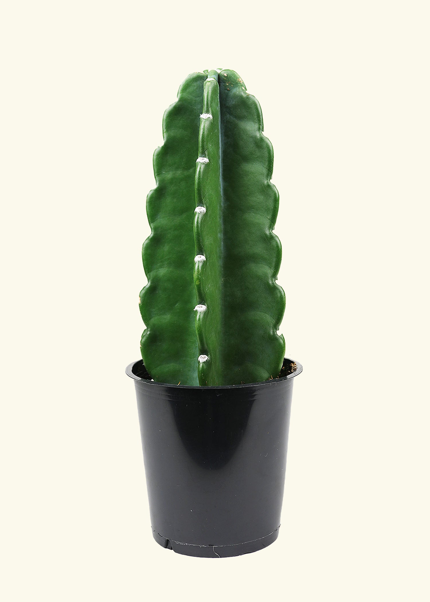 Cuddly Cactus in 5 inch a grow pot.