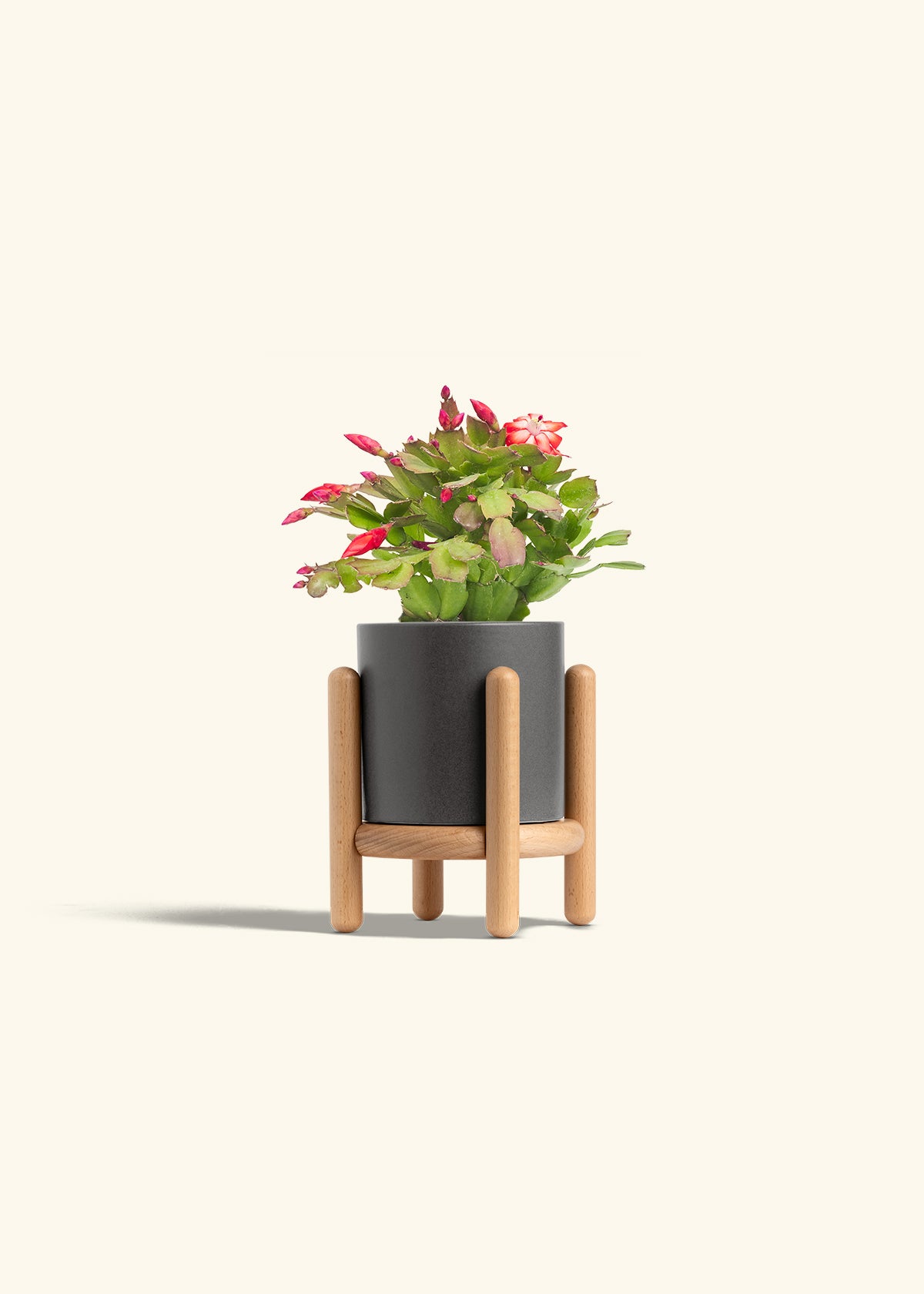 Christmas Cactus in a 4 inches Charcoal Classic Cylinder Planter in a Beech Wood Stand