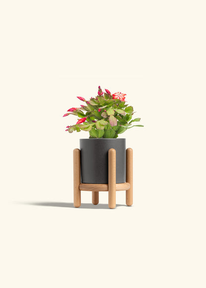 Christmas Cactus in a 4 inches Charcoal Classic Cylinder Planter in a Beech Wood Stand