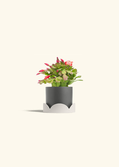 Christmas Cactus in a 4 inches Charcoal Classic Cylinder Planter in a Oat Petal Drip Tray