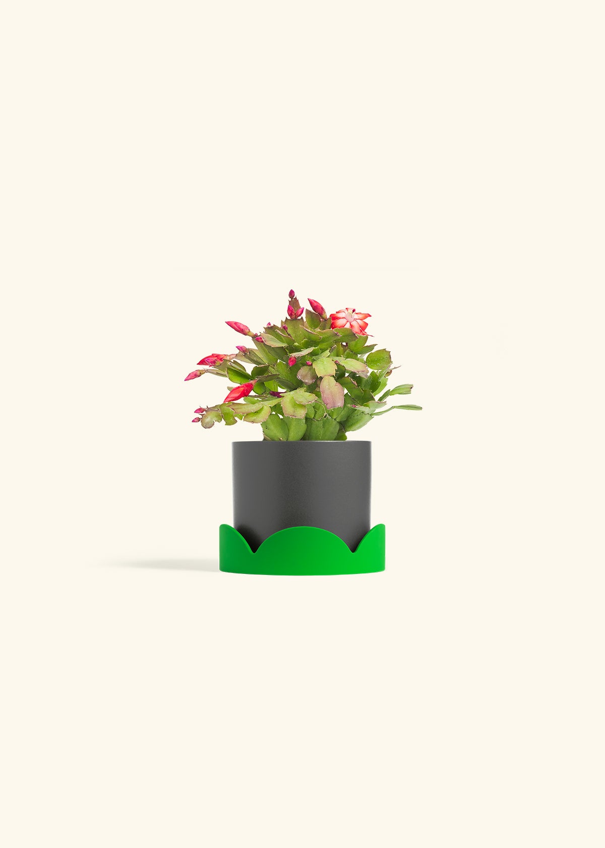 Christmas Cactus in a 4 inches Charcoal Classic Cylinder Planter in a Shamrock Petal Drip Tray