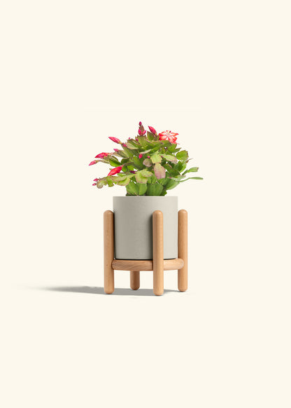 Christmas Cactus in a 4 inches Oat Classic Cylinder Planter in a Beech Wood Stand