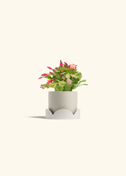 Christmas Cactus in a 4 inches Oat Classic Cylinder Planter in a Oat Petal Drip Tray