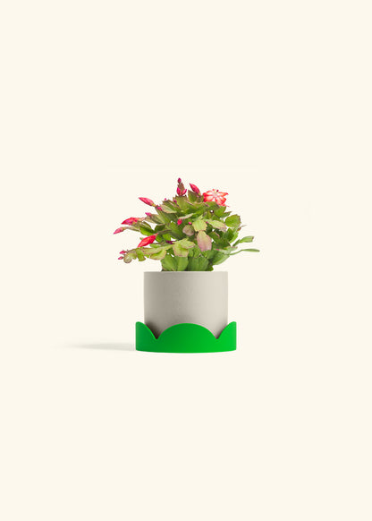 Christmas Cactus in a 4 inches Oat Classic Cylinder Planter in a Shamrock Petal Drip Tray